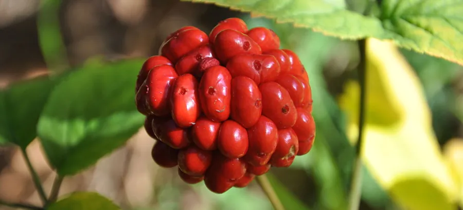 Żeń-szeń koreański