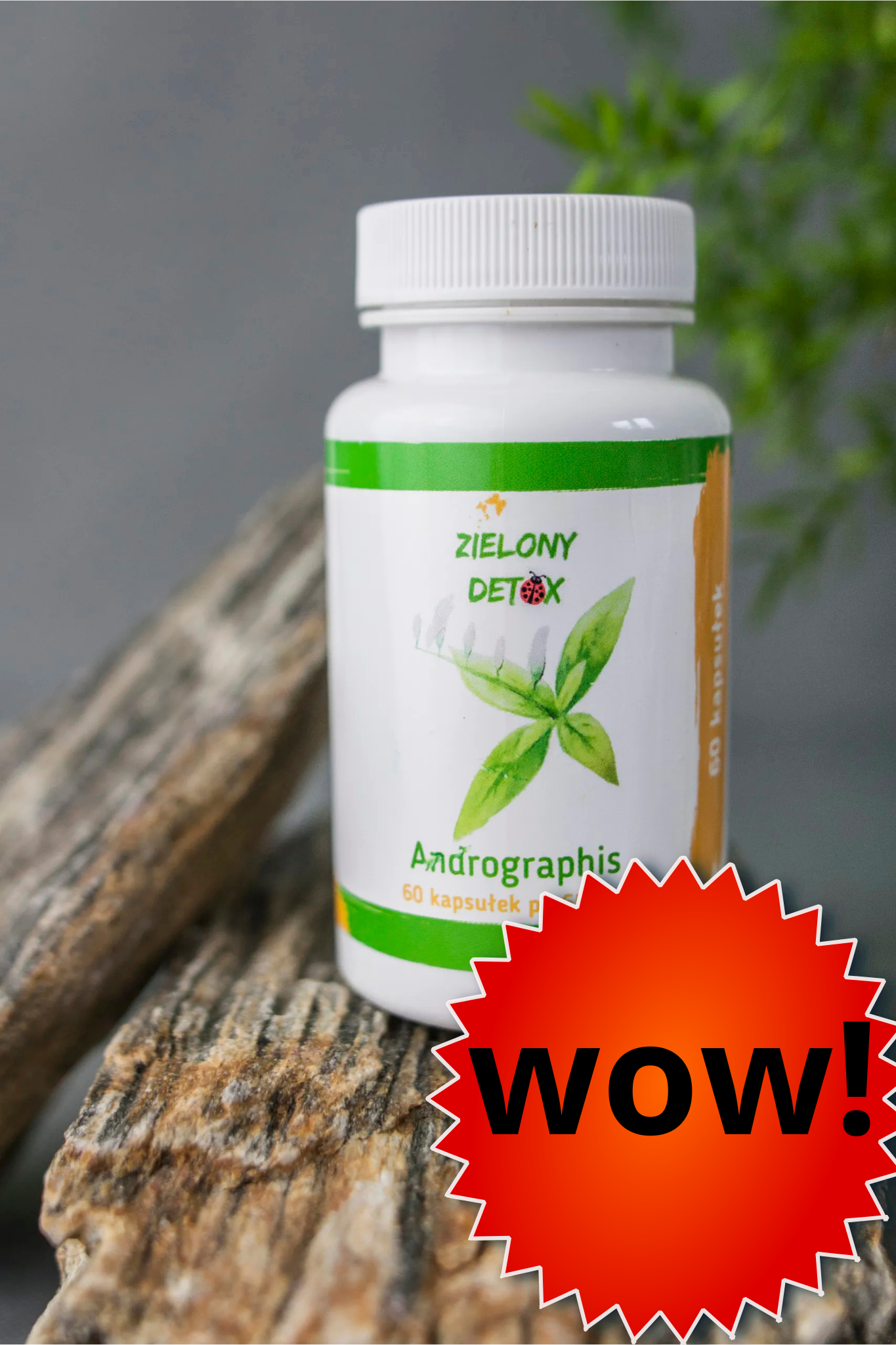 Andrographis w kapsułkach